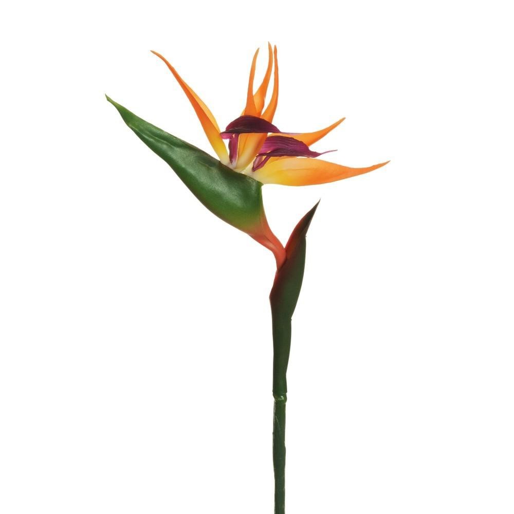 STRELIZIA REAL TOUCH